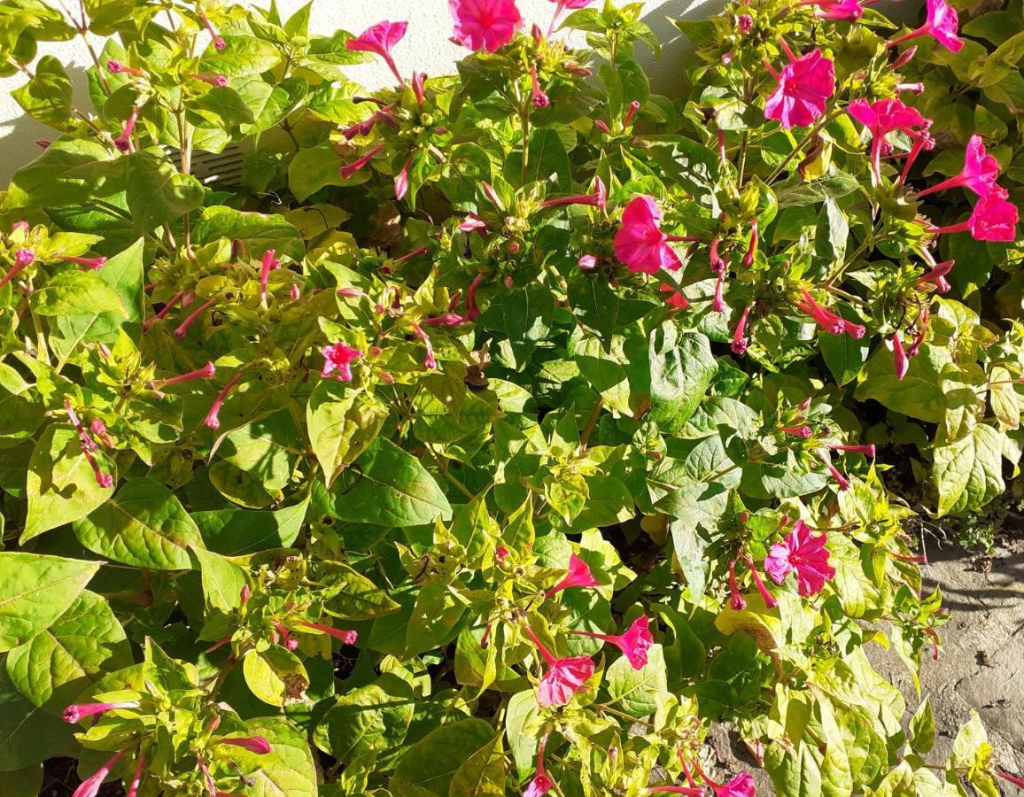 Chalet Narrosse المظهر الخارجي الصورة